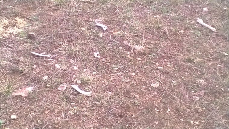 Predator feeding ground